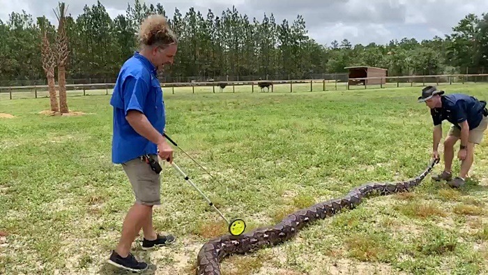 งูเหลือม งูเหลือม