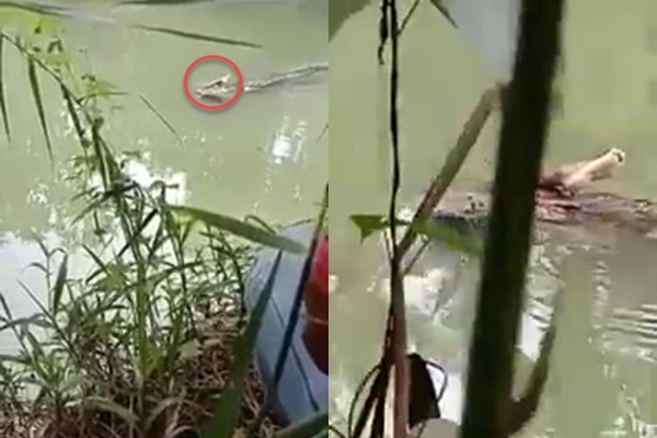 จระเข้กัด จระเข้กัด