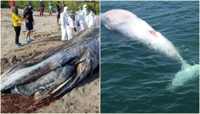 เจ้าปิ่น ลูกแม่กันยา เจ้าปิ่น ลูกแม่กันยา