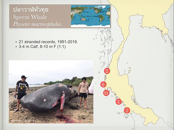 ซาก วาฬหัวทุย ซาก วาฬหัวทุย