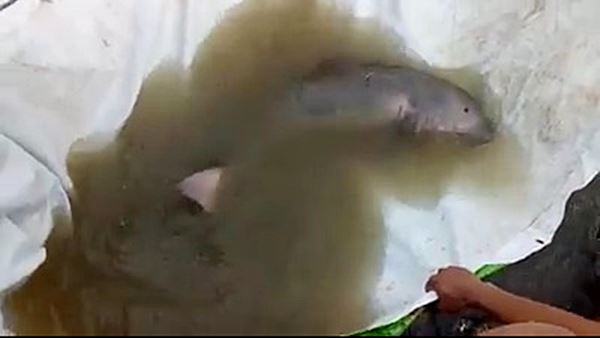 พะยูน พะยูน