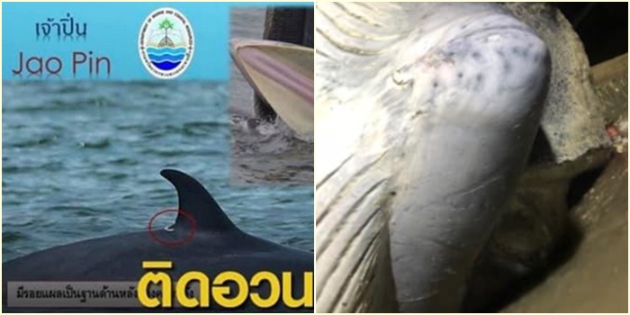 เจ้าปิ่น ลูกแม่กันยา เจ้าปิ่น ลูกแม่กันยา