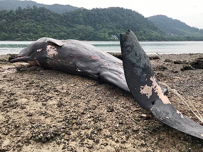 ซาก วาฬหัวทุย ซาก วาฬหัวทุย