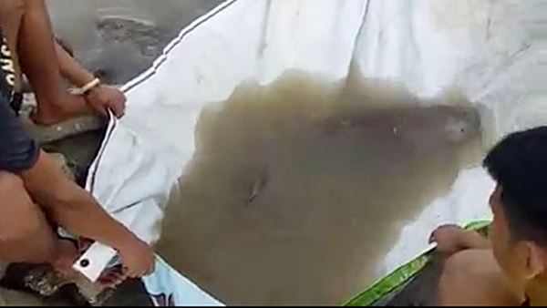 พะยูน พะยูน