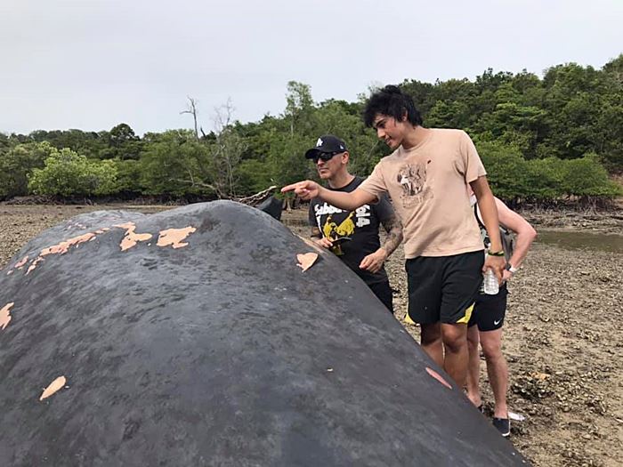 ซาก วาฬหัวทุย ซาก วาฬหัวทุย