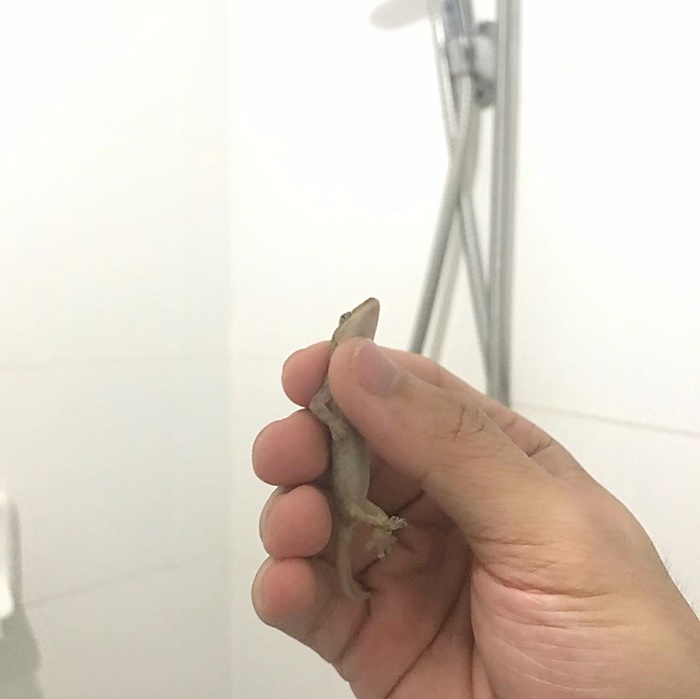 รับจ้าง จับจิ้งจก-แมลงสาบ รับจ้าง จับจิ้งจก-แมลงสาบ