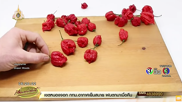 พริก แคโรไลน่า รีปเปอร์ พริก แคโรไลน่า รีปเปอร์