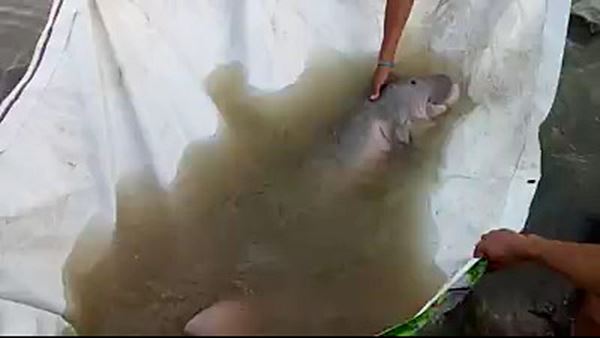 พะยูน พะยูน