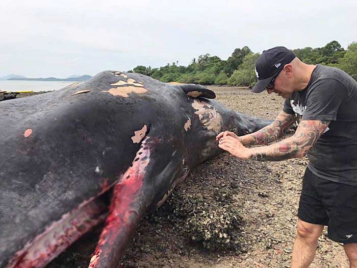 ซาก วาฬหัวทุย ซาก วาฬหัวทุย