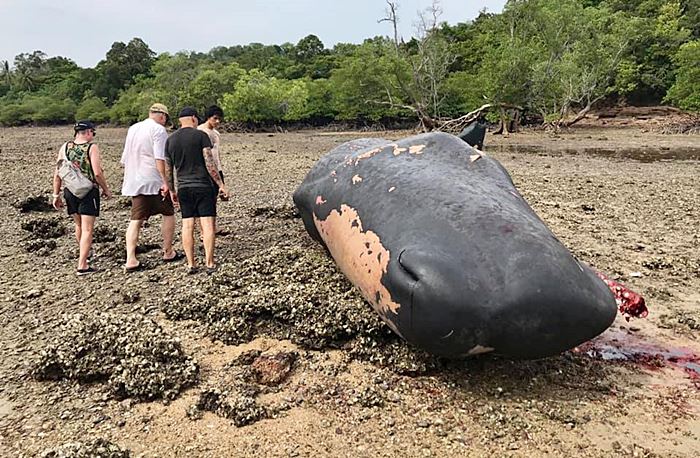 ซาก วาฬหัวทุย ซาก วาฬหัวทุย