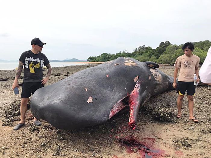 ซาก วาฬหัวทุย ซาก วาฬหัวทุย