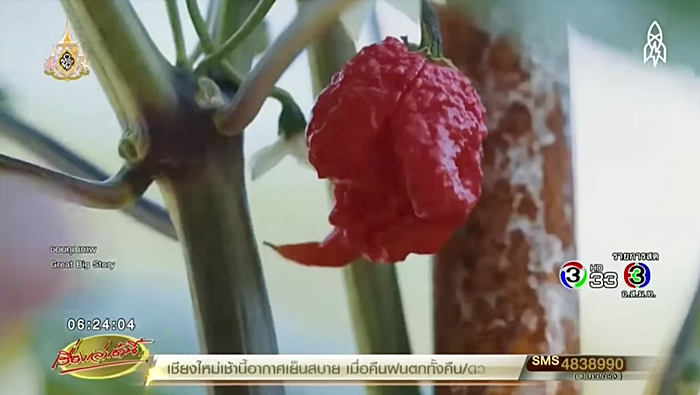 พริก แคโรไลน่า รีปเปอร์ พริก แคโรไลน่า รีปเปอร์