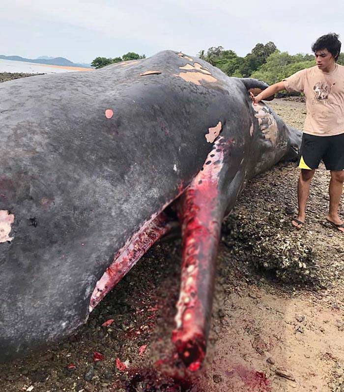 ซาก วาฬหัวทุย ซาก วาฬหัวทุย