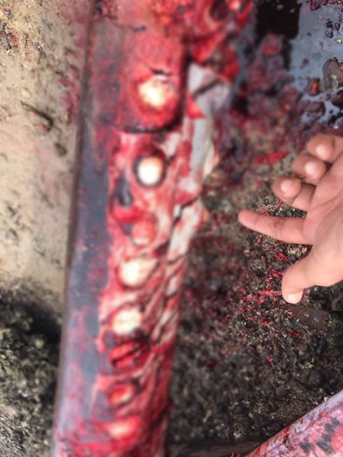 ซาก วาฬหัวทุย ซาก วาฬหัวทุย