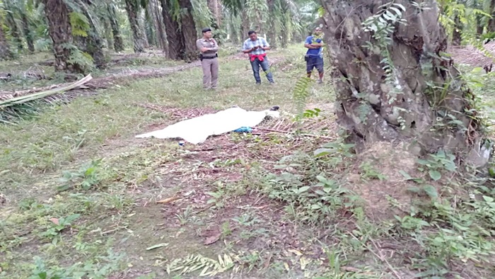 ยิงเมียดับ ยิงเมียดับ