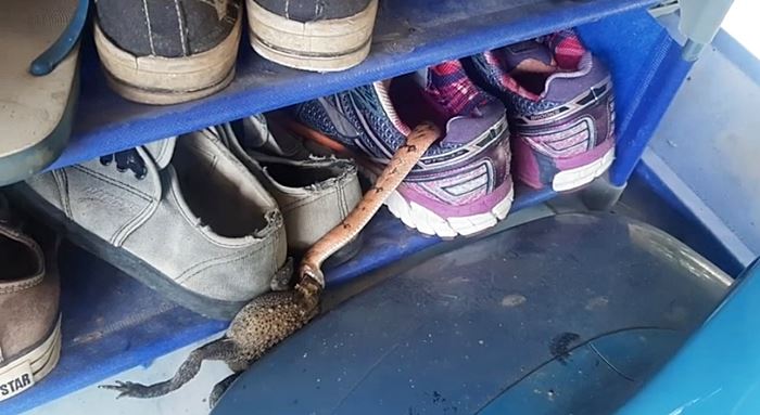 งูเข้ารองเท้า งูเข้ารองเท้า