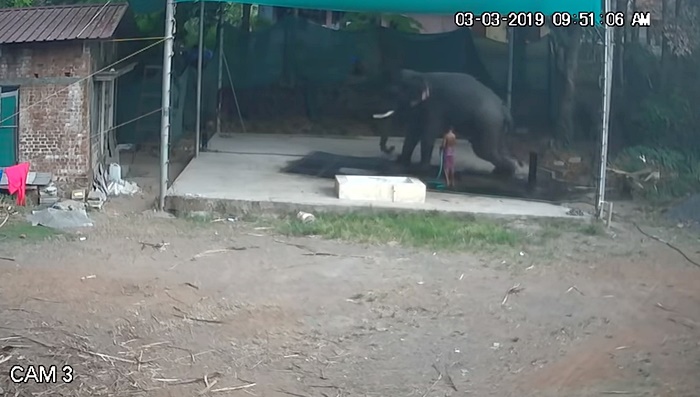 ช้างทับคนตาย ช้างทับคนตาย