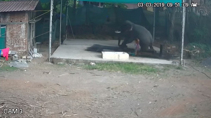 ช้างทับคนตาย ช้างทับคนตาย