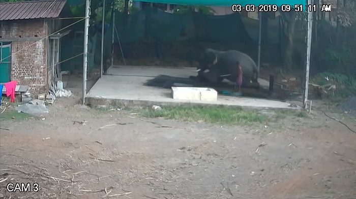 ช้างทับคนตาย ช้างทับคนตาย