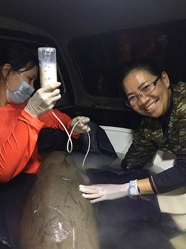 พะยูน พะยูน