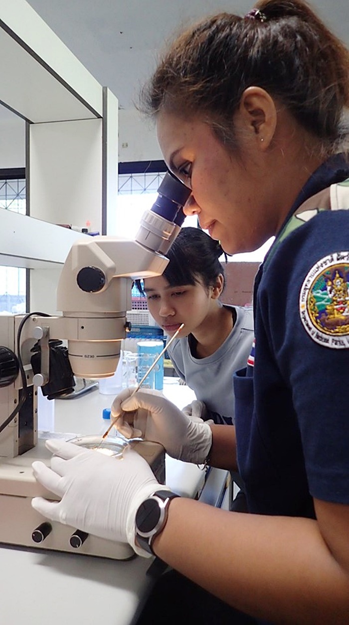 ไมโครพลาสติกในปลาทู ไมโครพลาสติกในปลาทู