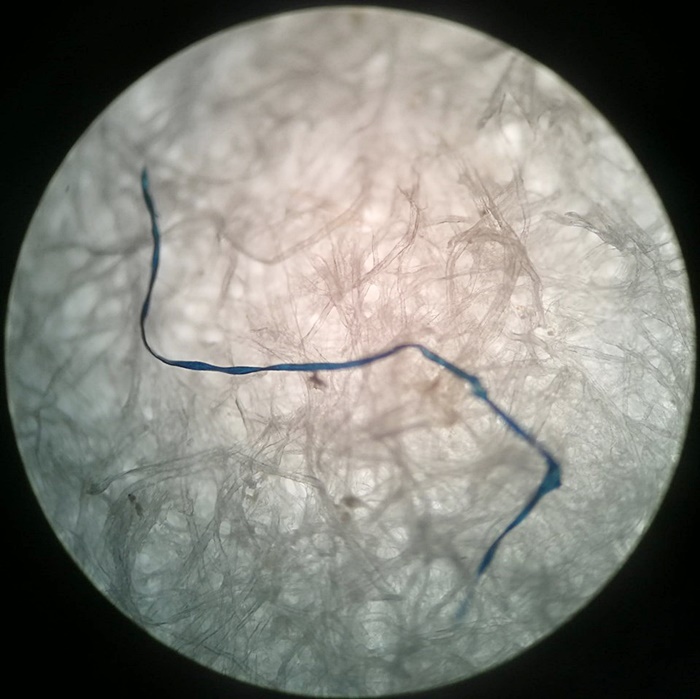 ไมโครพลาสติกในปลาทู ไมโครพลาสติกในปลาทู