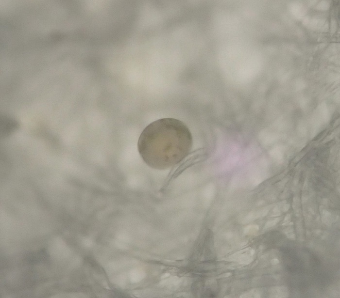 ไมโครพลาสติกในปลาทู ไมโครพลาสติกในปลาทู