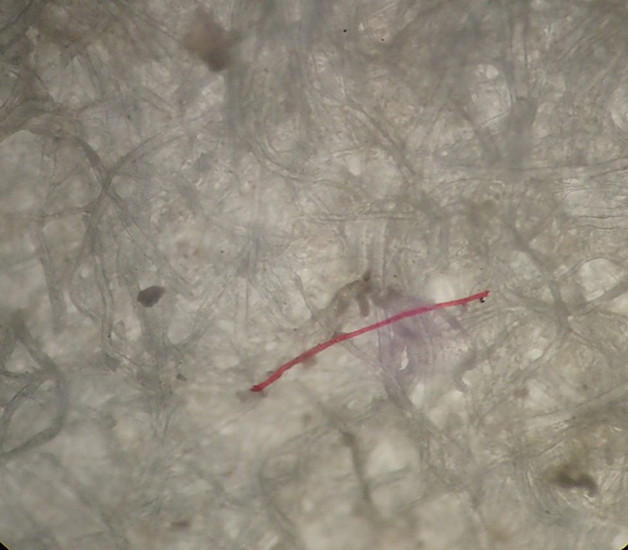 ไมโครพลาสติกในปลาทู ไมโครพลาสติกในปลาทู