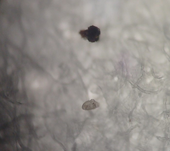 ไมโครพลาสติกในปลาทู ไมโครพลาสติกในปลาทู