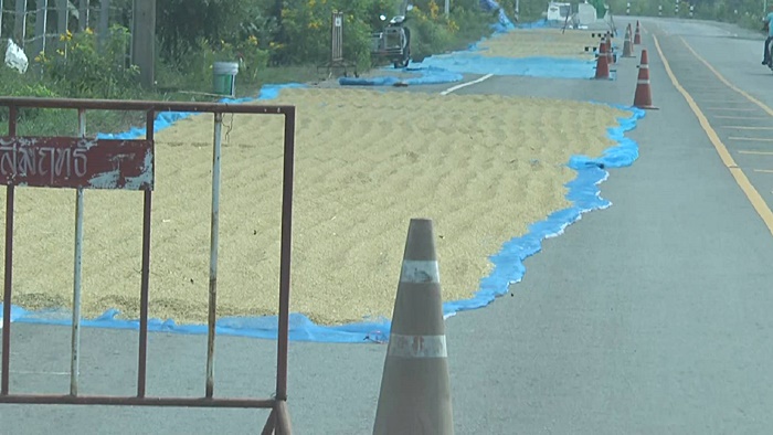 ตากข้าวบนถนน ตากข้าวบนถนน