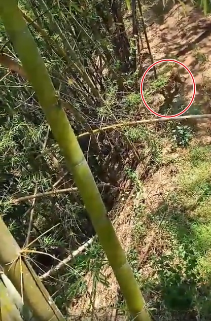 เสือโคร่ง เสือโคร่ง