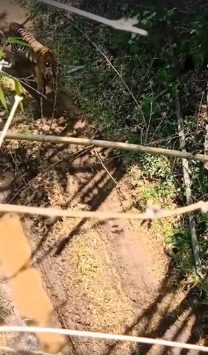 เสือโคร่ง เสือโคร่ง