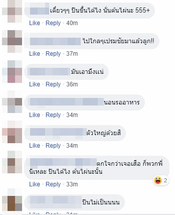 เสือโคร่ง เสือโคร่ง