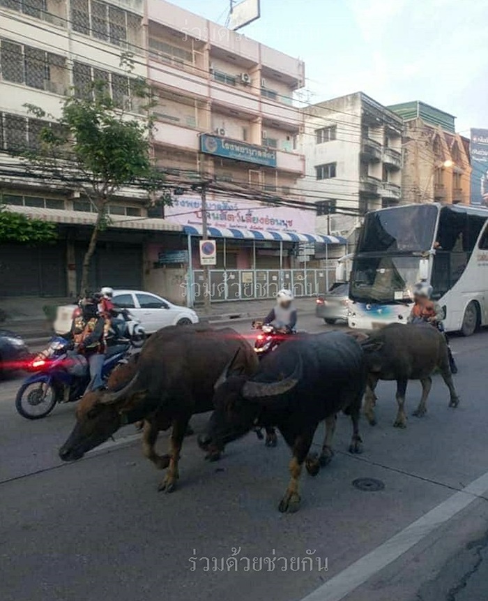 คลิปน้องควาย 6 ตัว คลิปน้องควาย 6 ตัว