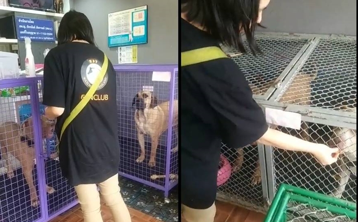 พิตบูล พิตบูล