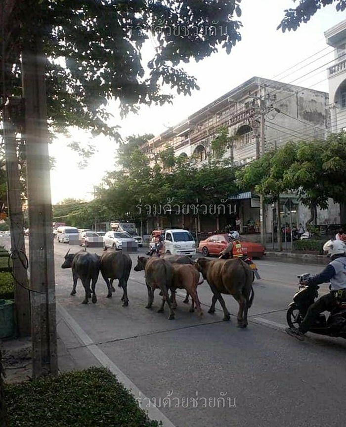 คลิปน้องควาย 6 ตัว คลิปน้องควาย 6 ตัว