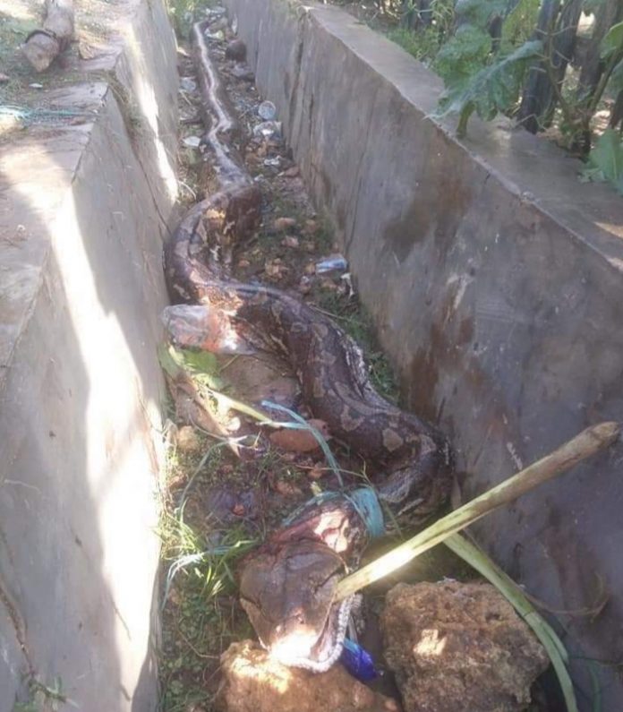 งูยักษ์ งูยักษ์