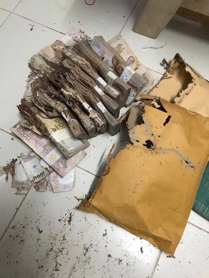 ปลวกกินเงิน ปลวกกินเงิน