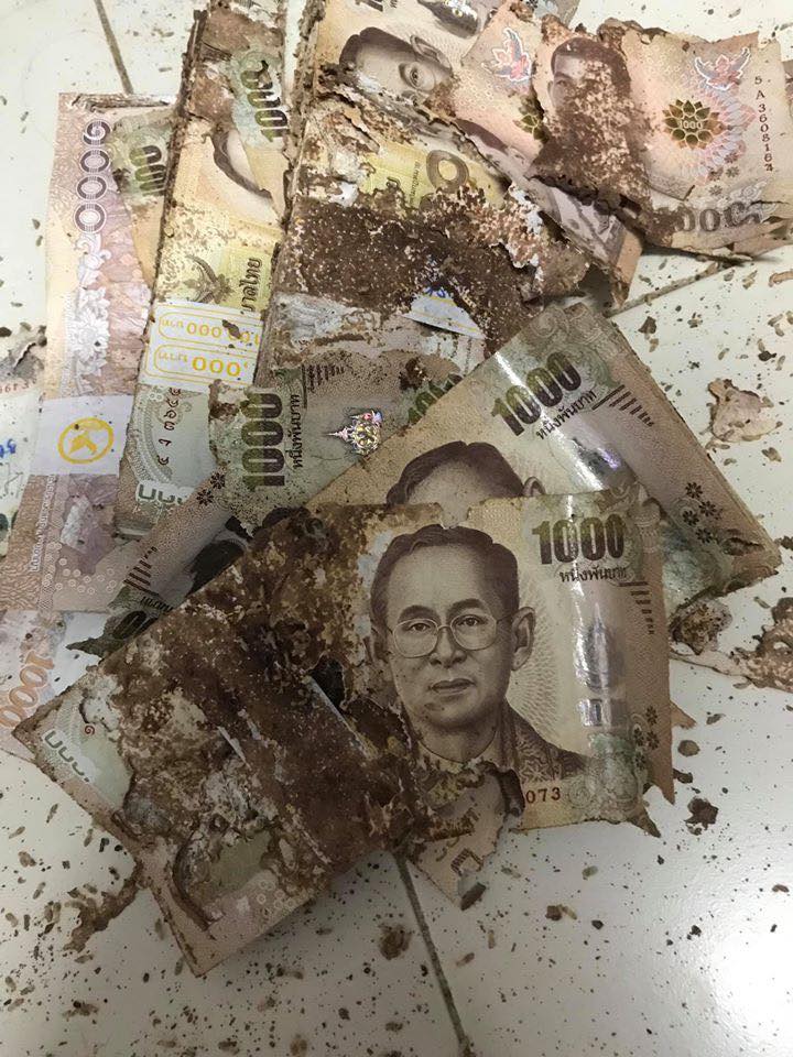 ปลวกกินเงิน ปลวกกินเงิน