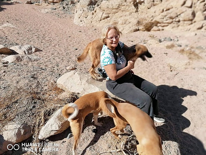 หมาจรจัด หมาจรจัด