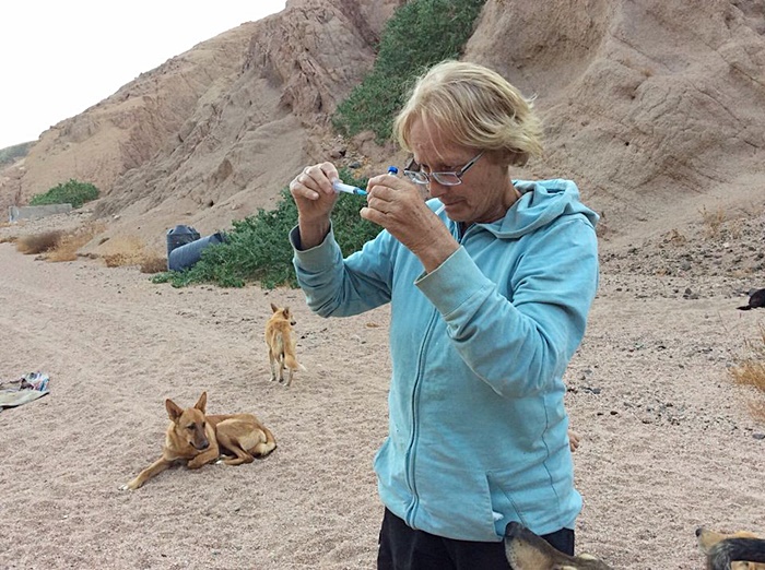 หมาจรจัด หมาจรจัด