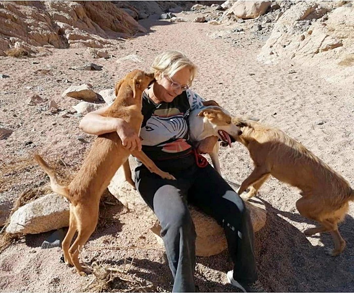 หมาจรจัด หมาจรจัด