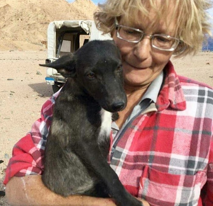 หมาจรจัด หมาจรจัด