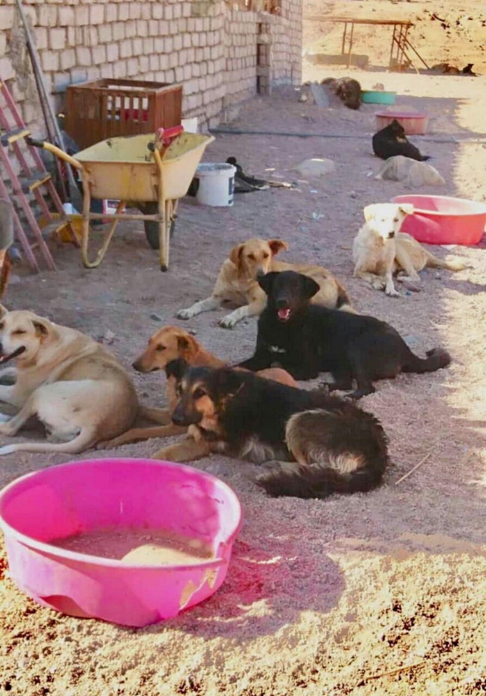 หมาจรจัด หมาจรจัด