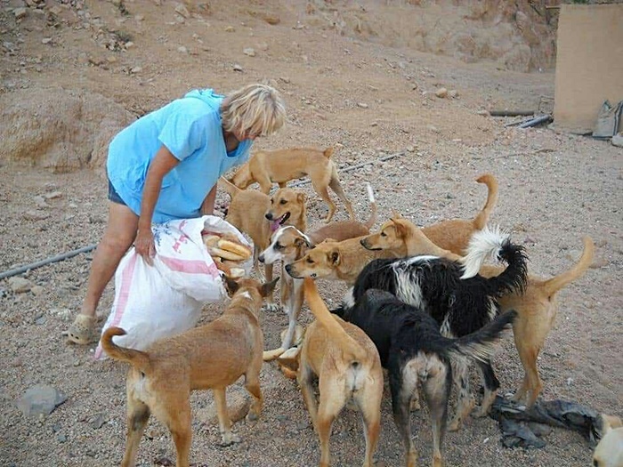 หมาจรจัด หมาจรจัด