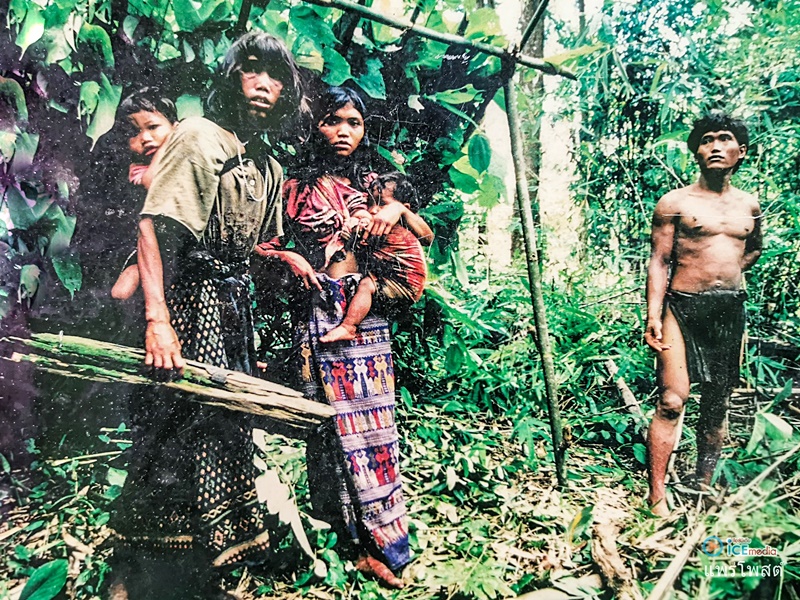 ผีตองเหลือง ผีตองเหลือง