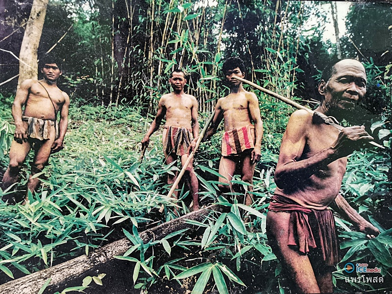 ผีตองเหลือง ผีตองเหลือง