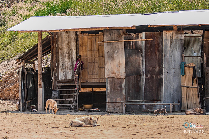 ผีตองเหลือง ผีตองเหลือง