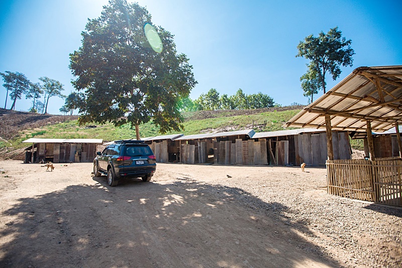 ผีตองเหลือง ผีตองเหลือง