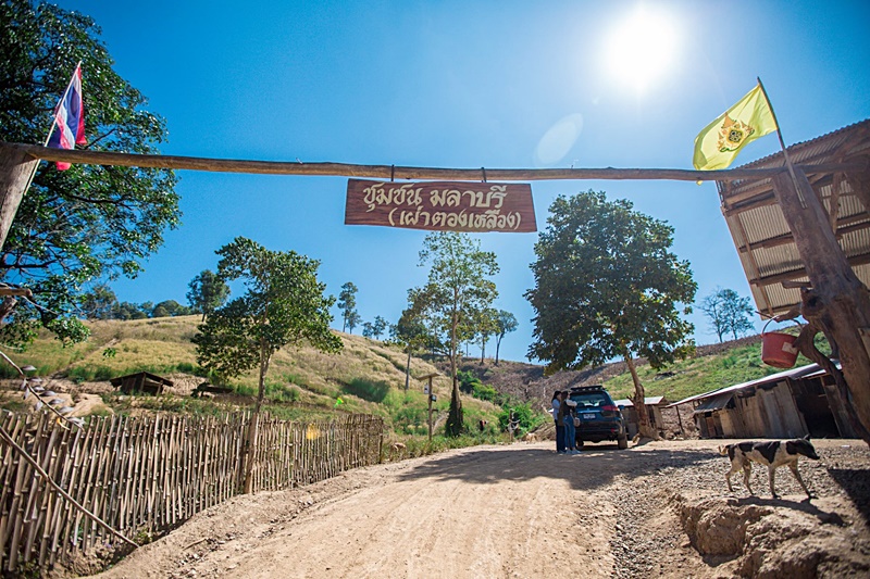 ผีตองเหลือง ผีตองเหลือง